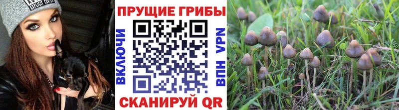 Псилоцибиновые грибы GOLDEN TEACHER  mega вход  Ирбит 